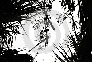 Bird silhouette in palm leaves