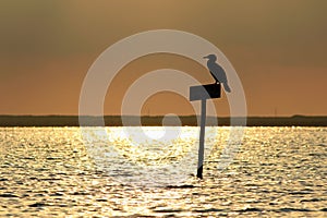 Bird silhouette in Ria Formosa Park, Portugal