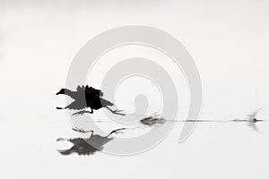 Bird silhouette running on water