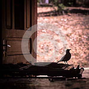 Bird Silhouette on a stove