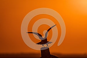 Bird Silhouette during sunset