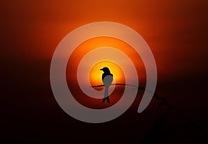 Bird silhouette sunset