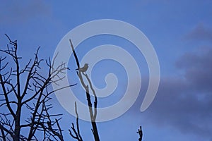 Bird Silhouette on Tree Limb