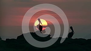 Bird Silhouetted Against Setting Sun and Sunset, Brown Pelican (pelecanus occidentalis) Silhouette S