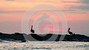 Bird Silhouetted Against Sunset, Brown Pelican (pelecanus occidentalis) Silhouette Sitting on Rocks