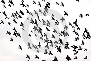 Bird silhouettes