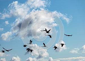 Bird silhouettes against the sky, flying cranes, bird migration in spring and autumn