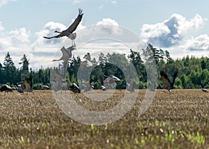 Bird silhouettes against the sky, flying cranes, bird migration in spring and autumn