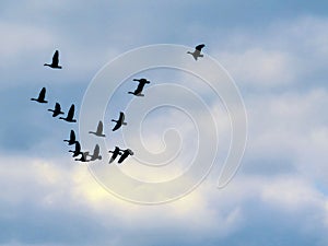 Bird Silhouettes Flying Together In The Cloudy Blue Sky