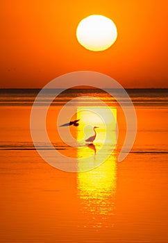 Bird silhouettes on the sea shelf in the light of the setting sun. Evening at Sea