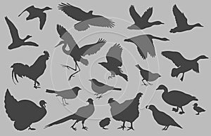 Bird Silhouettes vector