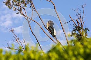 Bird, Silvery-cheeked Hornbill, Ethiopia wildlife