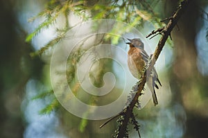 A bird is singing on a branch