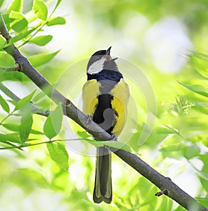 Beautiful bird singing in spring forest with fresh green tree in