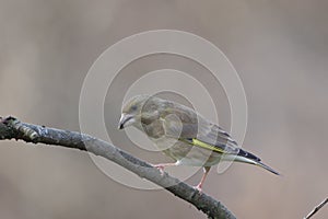 Bird siskin on branch