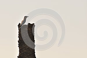 Bird siting on a death tree in india