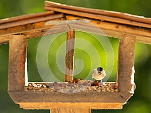 A bird sits in the aviary and eats