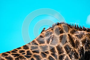 Bird sits on back of big giraffe in the Kruger National Park