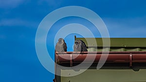 Birds sitting on the gutter photo