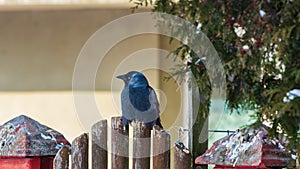 The bird sits on a fence photo