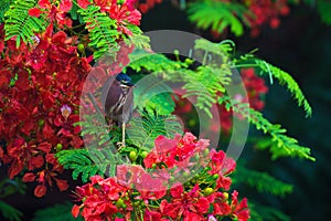 A bird sits on a branch of a tree with red flowers, Butorides virescens.