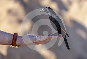 A bird sits on a humanâ€™s hand. Feeding a bird.