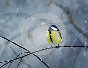 bird sits hunched on a branch in winter forest in the snow