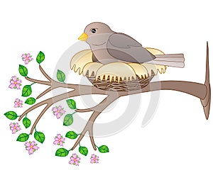 A bird sits in a nest on a flowering spring branch - vector full color picture. A small bird - a sparrow hatches eggs in a cozy ne