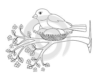 A bird sits in a nest on a flowering spring branch - vector linear picture for coloring. A small bird - a sparrow hatches eggs in