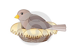 Bird sits on a nest - vector linear full color vector illustration. A small bird - a sparrow hatches eggs in a cozy nest.