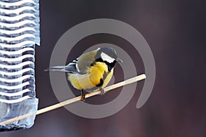 The bird sits on a perch at the feeder