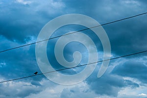 A bird sits on a power line wire against a dark blue cloudy sky
