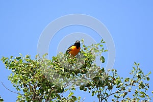 a bird sits on a tree branch near the blue sky