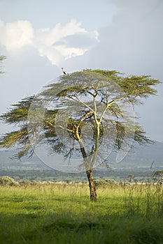 Bird sits in tree at Lewa Wildlife Conservancy, North Kenya, Africa