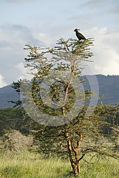 Bird sits in tree at Lewa Wildlife Conservancy, North Kenya, Africa