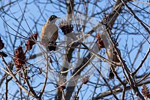 A bird sits in a tree in Toronto, Ontario