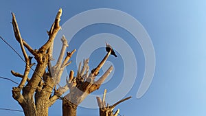 Bird sitting on a big tree blue sky background.