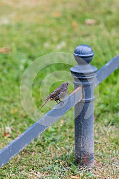 Bird sitting on a blue barrier in the fuerst pueckler park in ba