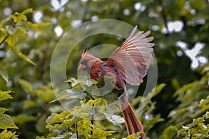 A bird sitting on a branch photo
