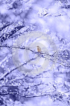 Bird sitting on a branch in a blooming garden colored in Very Peri - color of the year 2022. Natural banner with main trend