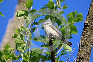 a bird sitting on a branch in the forest and looking at the camera