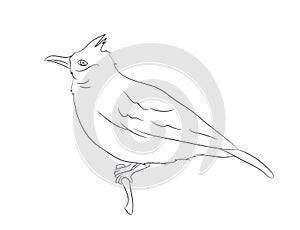 Bird sitting on a branch, lines, vector