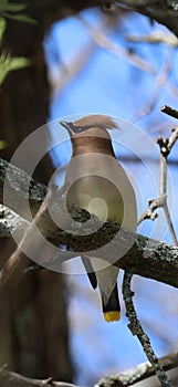 a bird sitting on a branch looking around the area of the picture