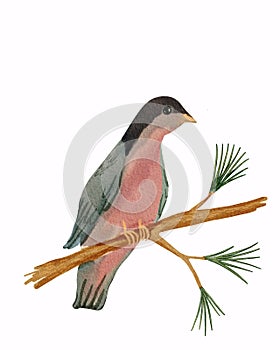Bird sitting on the branch of pine tree