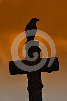Bird sitting on a cross