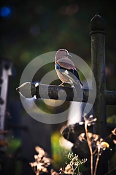 Bird sitting on a cross in a graveyard. Conceptual image about e