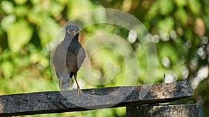 Bird sitting on crossbar