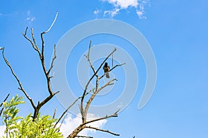 Bird sitting on the dead tree with blue sky