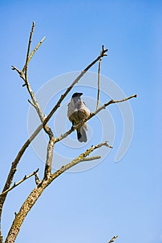 Bird sitting on the dead tree with blue sky