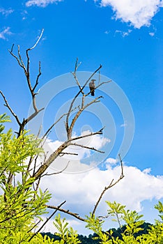 Bird sitting on the dead tree with blue sky